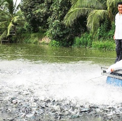 Nuôi thủy sản theo tiêu chuẩn, đáp ứng yêu cầu thị trường