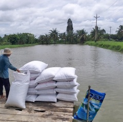 Giá cá tra tăng nhẹ