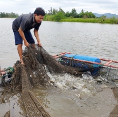 Ngư dân Cẩm Phúc thu cả trăm triệu đồng nhờ nuôi cá vược