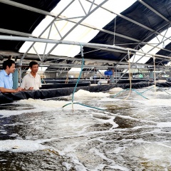 Nuôi tôm tập trung để phát triển bền vững