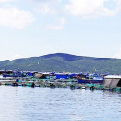 Khánh Hòa: Vùng quy hoạch nuôi trồng thủy sản quá tải