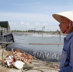 Làm giàu thành công nhờ nuôi tôm sạch lót bạt đáy ao