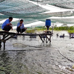 "Canh bạc" nuôi tôm siêu thâm canh ở Cà Mau