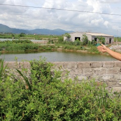 Quảng Ninh: Quyết tâm xóa nuôi tôm trái phép ở Đông Triều