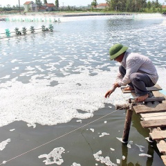 Nông dân Nghệ An dùng thảo dược phòng bệnh cho tôm