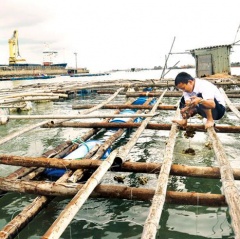 Cần hỗ trợ người dân khi tháo dỡ lồng bè nuôi thủy sản ở Bình Sơn