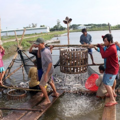 Bao giờ ngành cá tra giải quyết được những bất cập