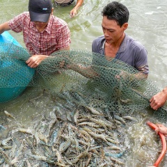 Tổng sản lượng thủy sản trong tháng 7 ước đạt 740,5 nghìn tấn