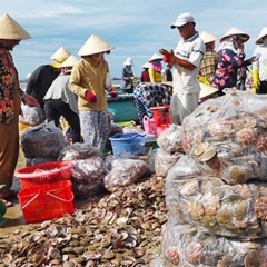 Sò điệp “được mùa, mất giá”