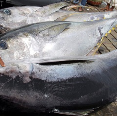 Vì sao giá cá ngừ thế giới giảm mãi không tăng?