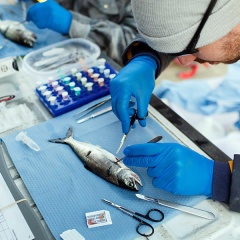 Mầm bệnh mới trên cá hồi hoang dã mối đe dọa cho ngành nuôi cá