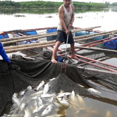 Nguyên nhân ban đầu khiến hơn 100 tấn cá chết ở Hà Tĩnh