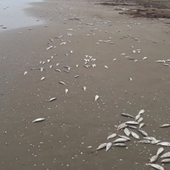 Hàng tấn cá biển chết trắng trôi dạt gần 4km dọc bờ biển Hà Tĩnh