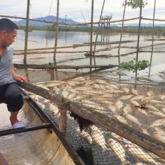 Tìm ra nguyên nhân hơn 300 lồng cá chết trên sông Đại Giang