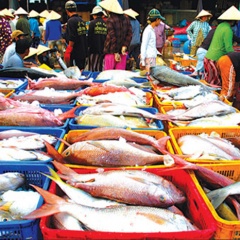 Sản lượng hải sản nhiều, dù cuối vụ cá nam