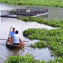 Nuôi cá trắm, chép giòn chỉ cho ăn đậu tằm thu cả trăm triệu