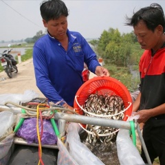 Đồng bằng sông Cửu Long: Mùa nước nổi đang chìm