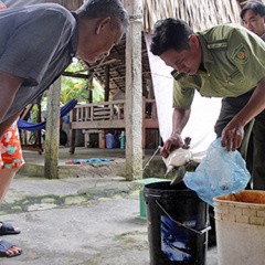 Nuôi ba ba đực thương phẩm trong ao đất hiệu quả