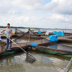 Thanh niên Nam Định làm giàu nhờ nuôi cá chép giòn