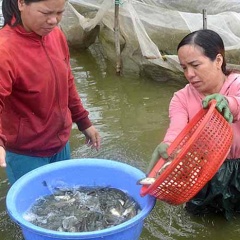 Lãi "khủng" nhờ nuôi cá nước ngọt