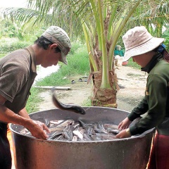 Nhiều mô hình làm ăn trong lũ