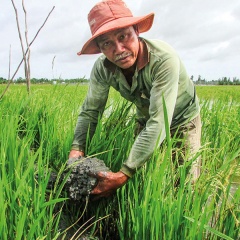 Cá nuôi trong ruộng đang “khát” lũ