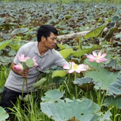 Khi nông dân liên kết phát triển sản xuất