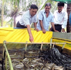 Cựu chiến với nghề nuôi lươn không bùn