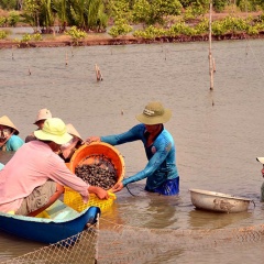 “Khát” vùng ươm giống sò Đông Thới