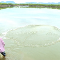 Toàn tỉnh Khánh Hòa thả nuôi 3.698ha thủy sản