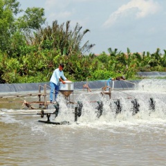 Nông dân Cần Đước thả tôm trên 1.500ha