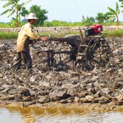 Cà Mau: Vào vụ lúa - tôm