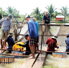 ĐBSCL: Giá cá tra nguyên liệu tăng nhẹ