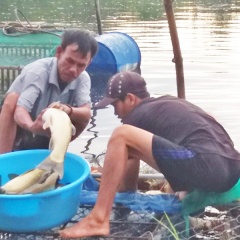 Quảng Điền thu hoạch cá nước ngọt tránh lũ