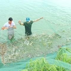 Đầm Hà - Quảng Ninh: Thắng lớn vụ tôm xuân hè