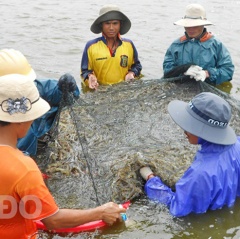 Ðảm bảo an toàn thực phẩm đối với tôm nguyên liệu