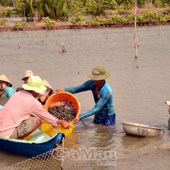 Cà Mau: Nuôi sò huyết đổi đời