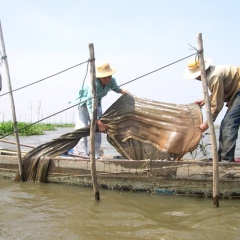 Lũ đồng bằng sông Cửu Long đang xuống nhanh