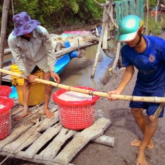 Cà Mau: Ra biển trúng cả tấn ruốc, ngư dân kiếm tiền triệu/ngày