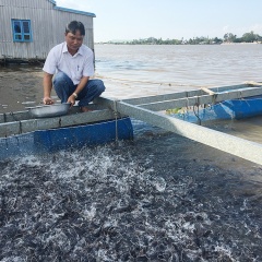 Nuôi cá lăng nha trong lồng bè hiệu quả kinh tế cao