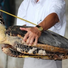 Khủng hoảng rùa châu Á