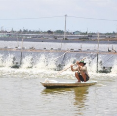 Kinh nghiệm nuôi tôm sạch ở Sóc Trăng