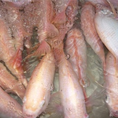 Ảnh hưởng của nhiệt độ và độ mặn đến hiệu quả sử dụng thức ăn của cá diêu hồng