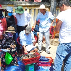 Cuối vụ, tôm hùm thương phẩm ở Bình Định tăng giá mạnh