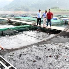 Tuyên Quang: Hướng đến làm giàu từ cá đặc sản