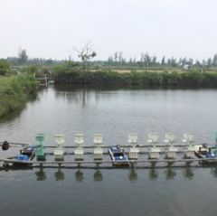 Tôm chết vì dịch, hàng trăm ao nuôi bỏ hoang