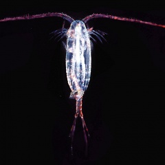 Ảnh hưởng của nhiệt độ lên tăng trưởng và sinh sản của Copepoda