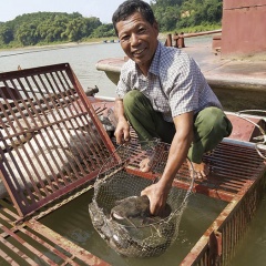 Nuôi cá chiên thu hàng trăm triệu mỗi năm