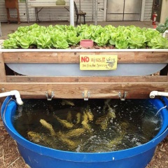 Những loài cá phù hợp nuôi Aquaponics ở Việt Nam