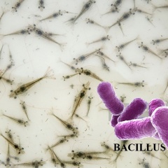 Sử dụng Bacillus để ức chế vi khuẩn Vibrio Harveyi gây bệnh trên tôm nuôi